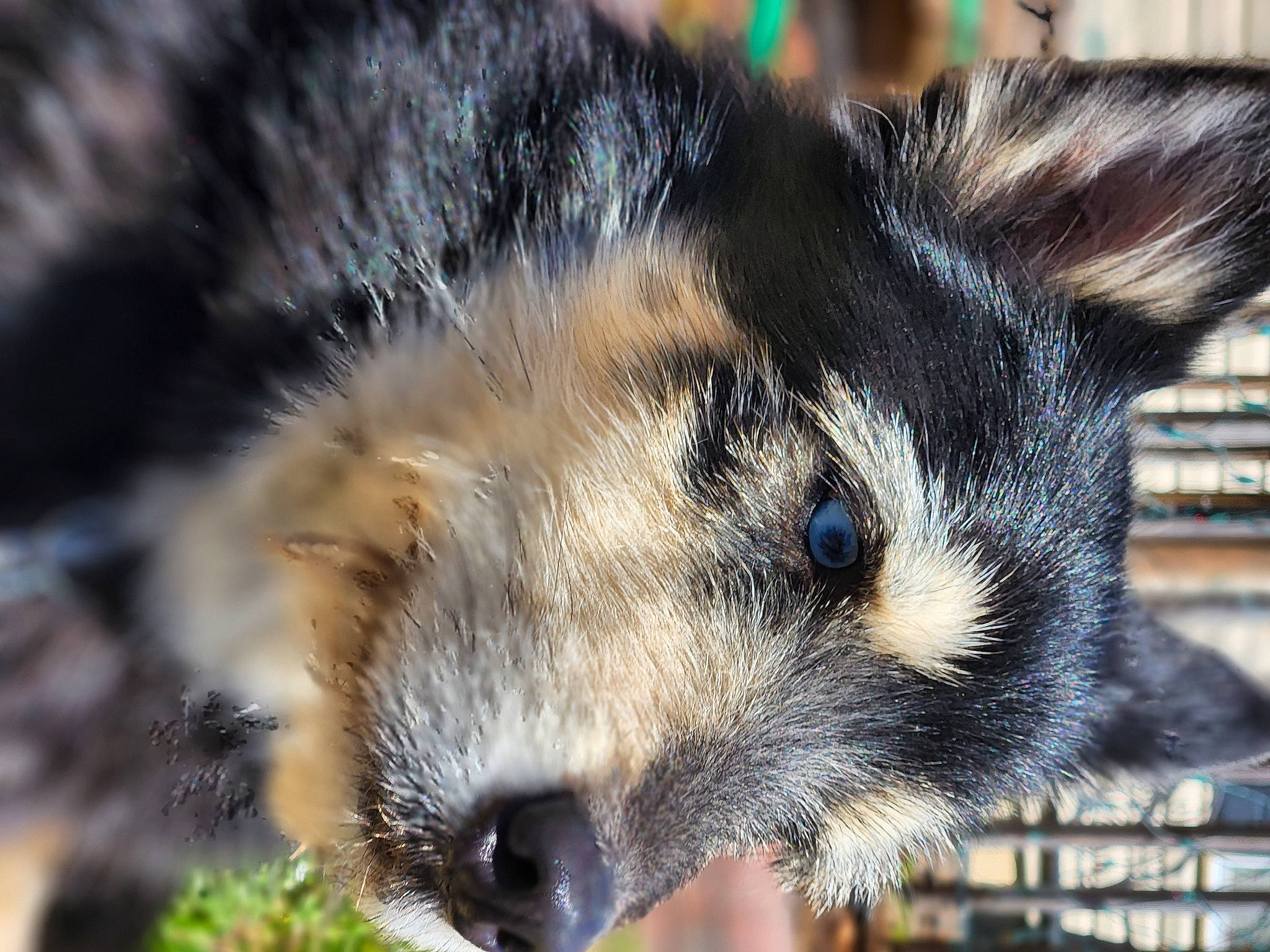 Toothless is registered to the contest to win money with this photo: canidae, carnivore, claw, close_up, fawn, felidae, fur, marsupial, mustelidae, mustelinae, organism, panda, plant, procyonidae, rodent, snout, tail, terrestrial_animal, whiskers, wildlife