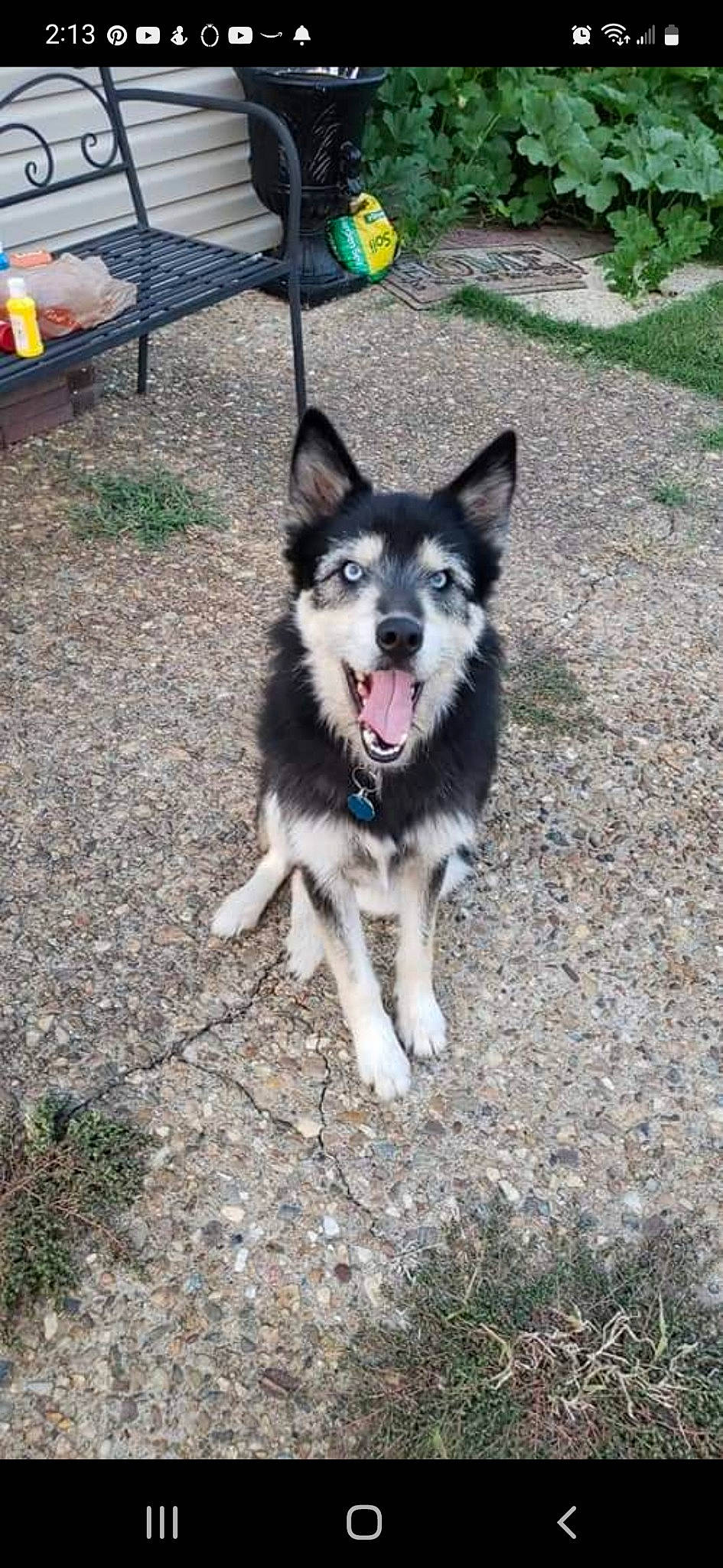 Toothless joined the competition — help win amazing prizes! bench, canidae, carnivore, collar, companion_dog, dog, dog_breed, dog_supply, grass, herding_dog, non_sporting_group, recreation, sled_dog, snout, sporting_group, tail, working_animal, working_dog