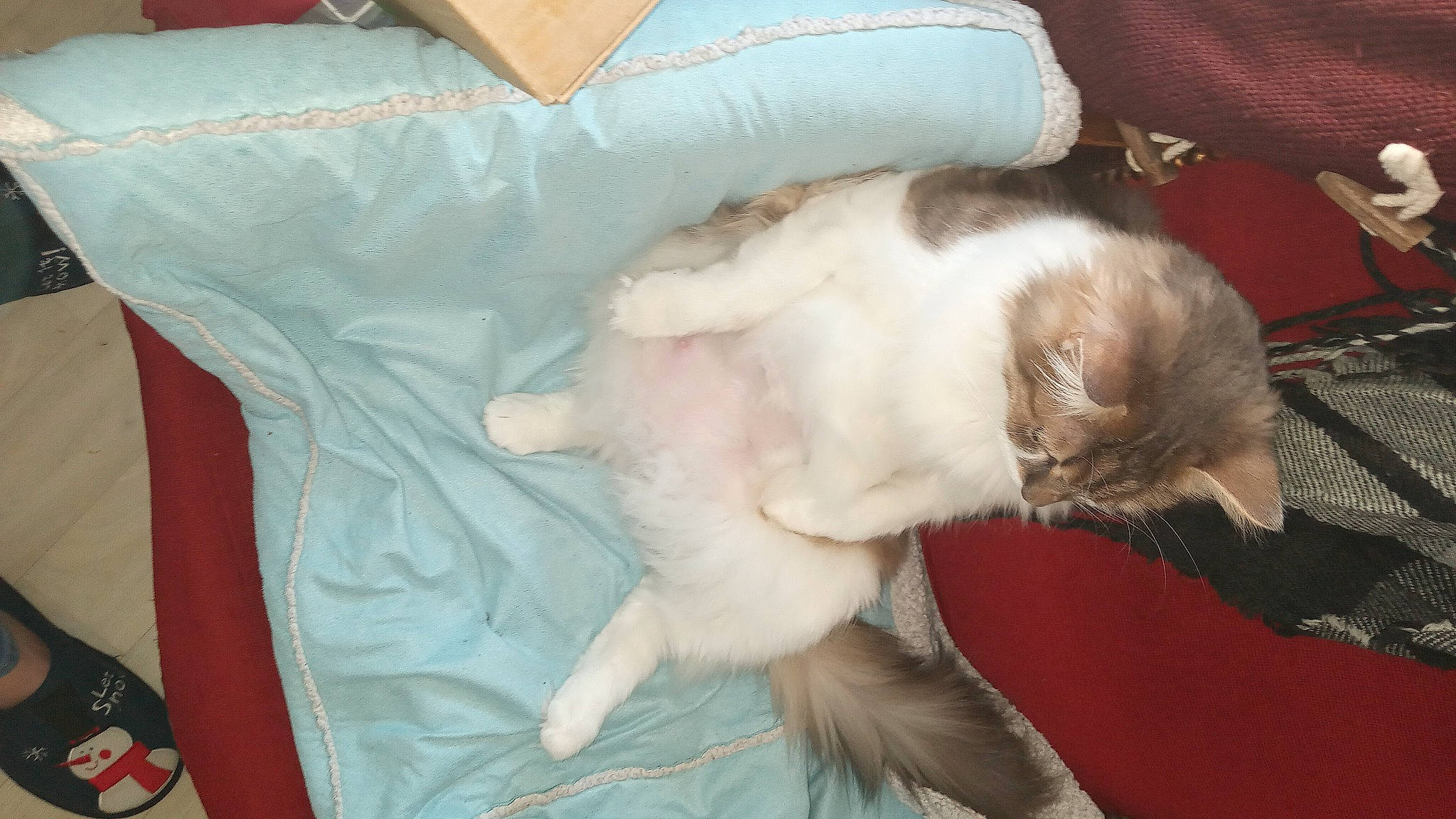 Dore participe au concours pour gagner de l'argent avec cette photo : balinese, carnivore, cat, claw, comfort, companion_dog, dog_breed, domestic_short_haired_cat, fawn, felidae, fur, lap, nap, paw, small_to_medium_sized_cats, tail, thai, whiskers