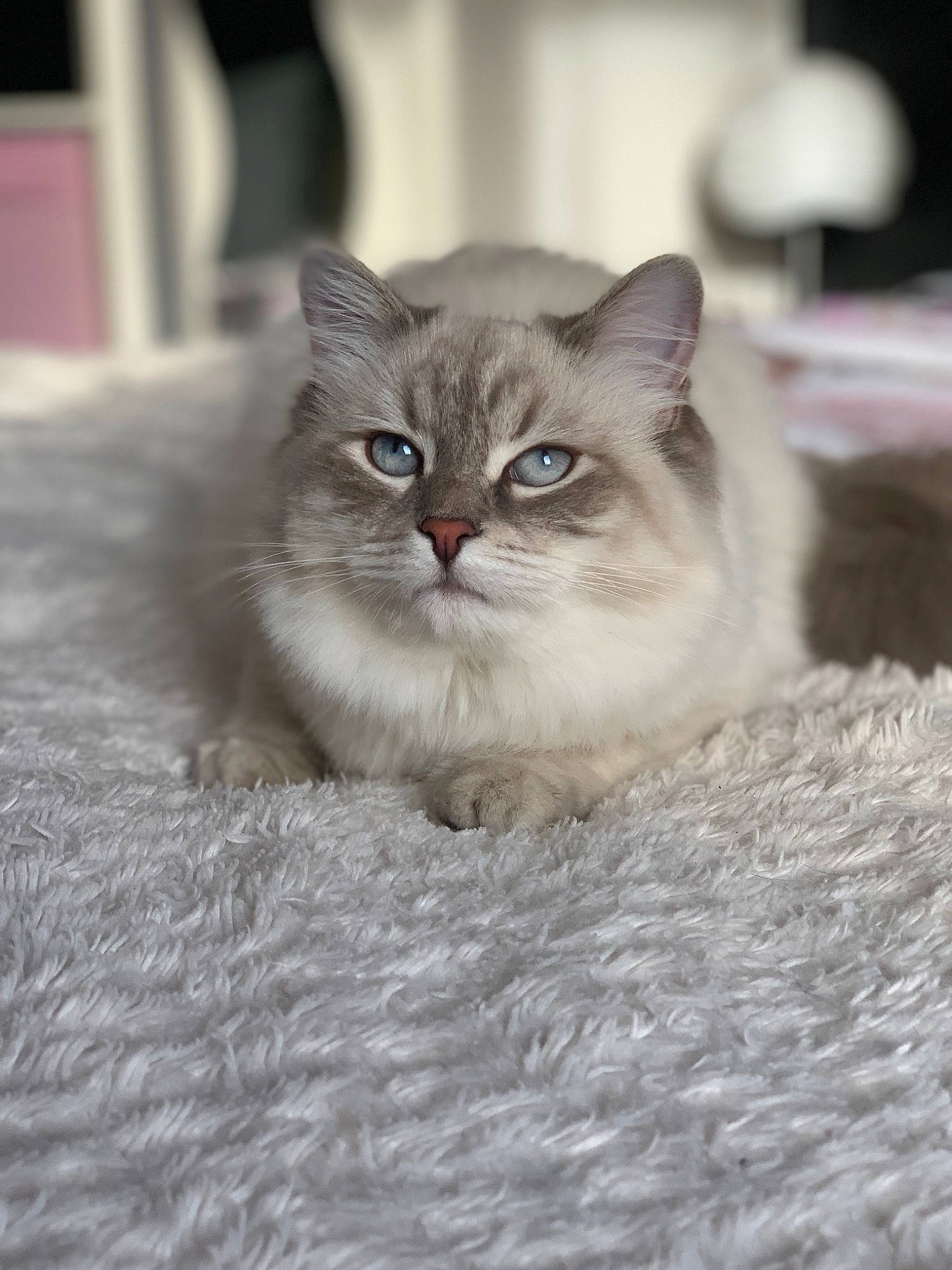 Princesse a rejoint le concours — aidez-le/la à gagner de superbes lots ! british_longhair, carnivore, cat, comfort, domestic_short_haired_cat, fawn, felidae, flooring, fur, grey, paw, photo_caption, small_to_medium_sized_cats, snout, terrestrial_animal, whiskers