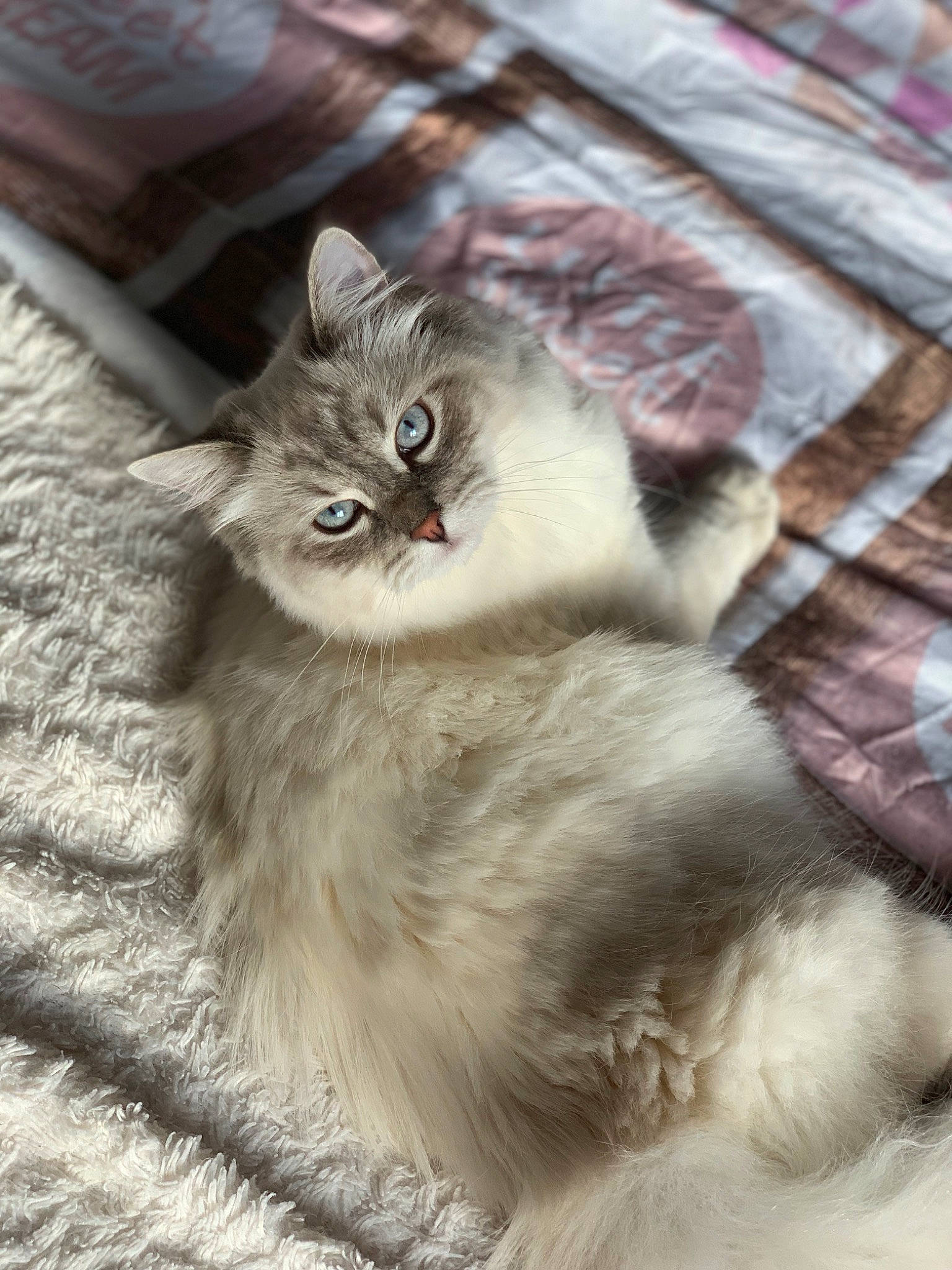 Princesse participe au concours pour gagner de l'argent avec cette photo : british_longhair, carnivore, cat, claw, eye, fawn, felidae, fur, grey, maine_coon, paw, plant, ragdoll, small_to_medium_sized_cats, snout, tail, tartan, terrestrial_animal, textile, whiskers