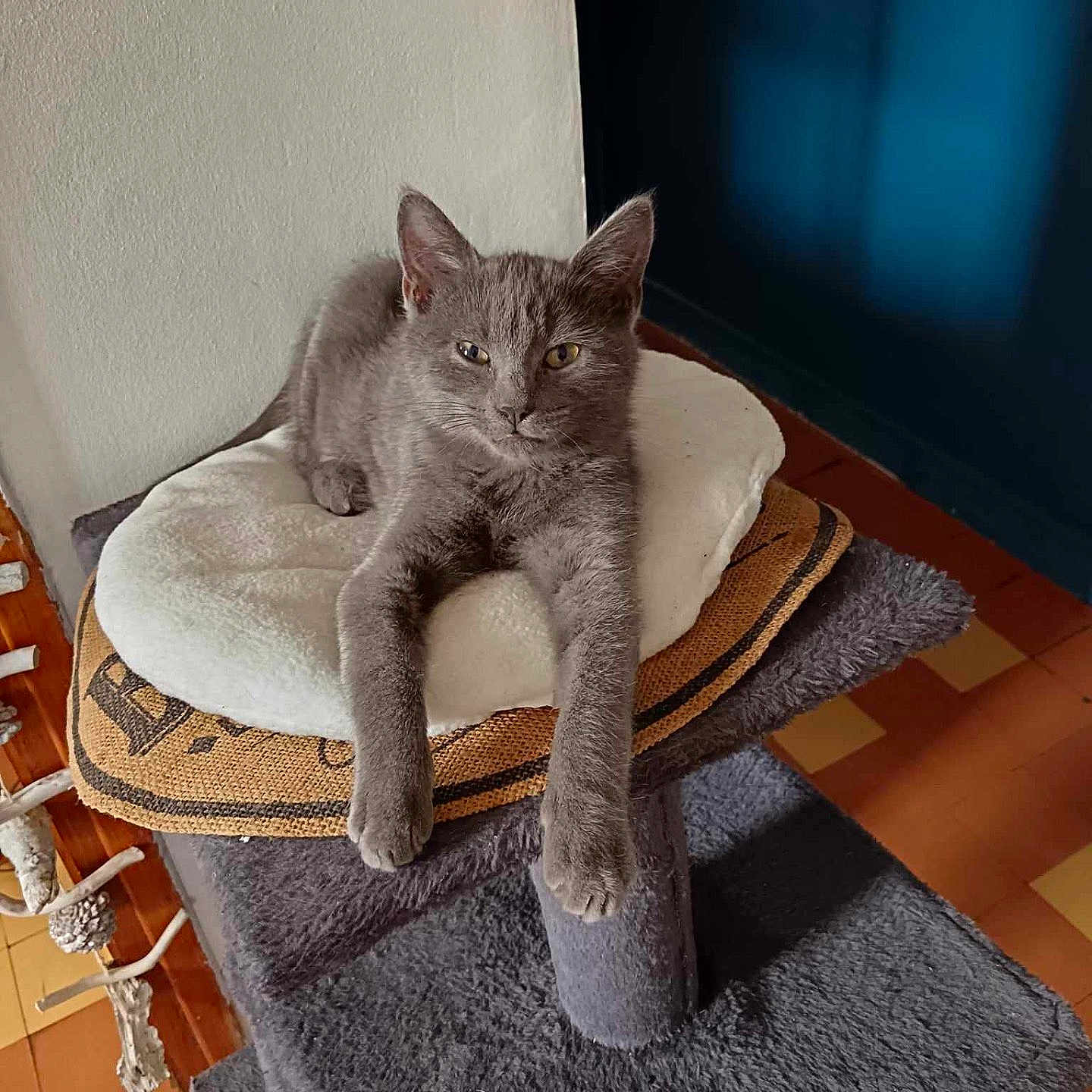 Léon participe au concours pour gagner de l'argent avec cette photo : animal, canine, cat, chaise, dog, dogbed, furniture, pet