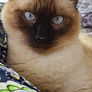 Pomponette participe au concours pour gagner de l'argent avec cette photo : cat, siamese, blue_eyes, close_up, portrait, pet, mammal, whiskers, ears, fur, nose, indoor, blanket, pattern, couch, cozy, relaxed, feline, staring, household