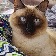 Pomponette a rejoint le concours — aidez-le/la à gagner de superbes lots ! adorable, blanket, blue_eyes, cat, closeup, couch, domestic_cat, ears, feline, fur, home, indoor, living_room, patterned_fabric, pet, portrait, relaxed, siamese_cat, sofa, whiskers