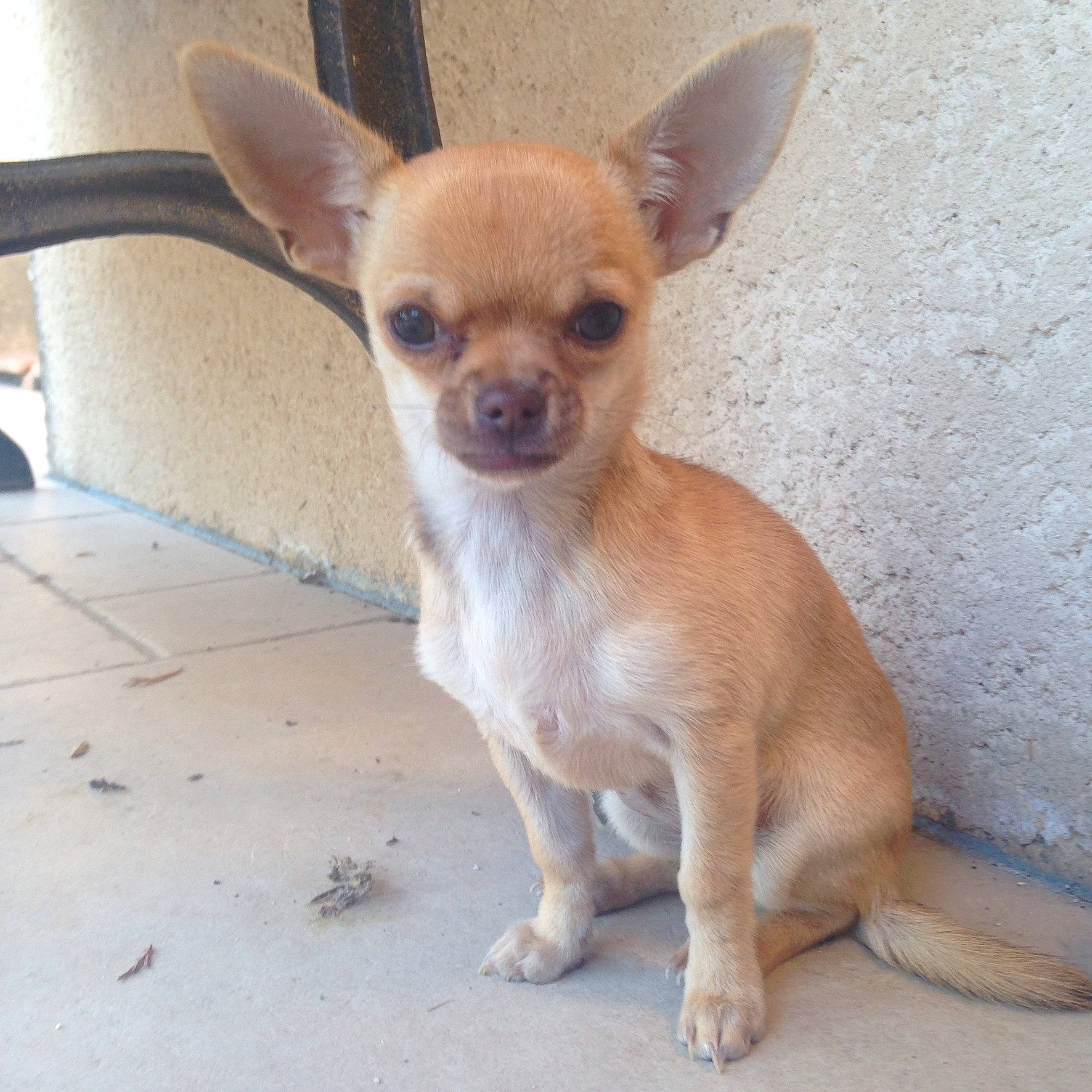 Manga a rejoint le concours — aidez-le/la à gagner de superbes lots ! ancient_dog_breeds, canidae, carnivore, chihuahua, companion_dog, corgi_chihuahua, dog, dog_breed, ear, english_toy_terrier, fawn, mammal, puppy, russkiy_toy, skin, snout, toy_dog, vertebrate, whiskers