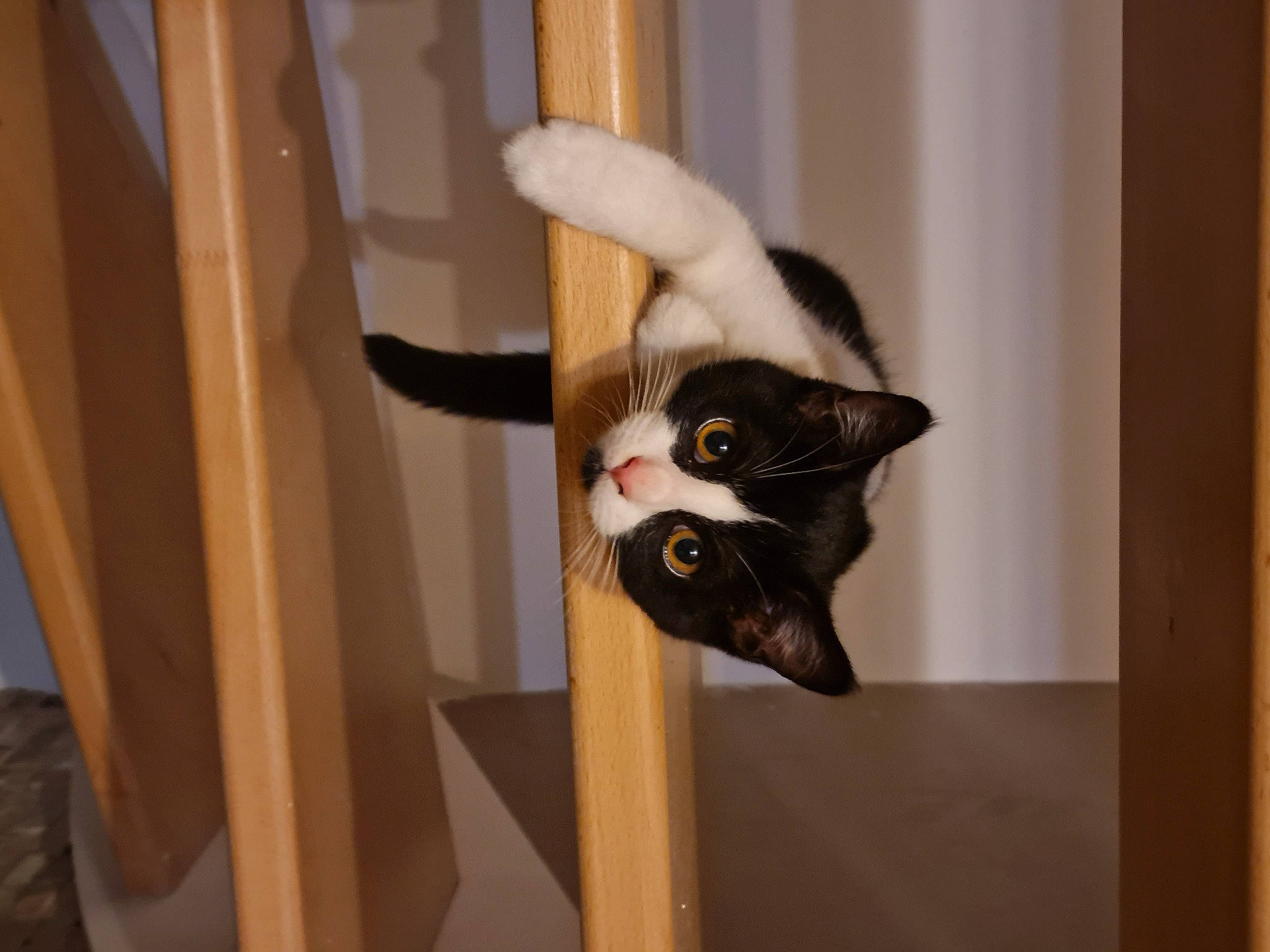 Iris a rejoint le concours — aidez-le/la à gagner de superbes lots ! animal_shelter, cardboard, carnivore, cat, cat_supply, chair, domestic_short_haired_cat, felidae, flooring, fur, hardwood, pet_supply, plant, room, small_to_medium_sized_cats, snout, tail, whiskers, window, wood