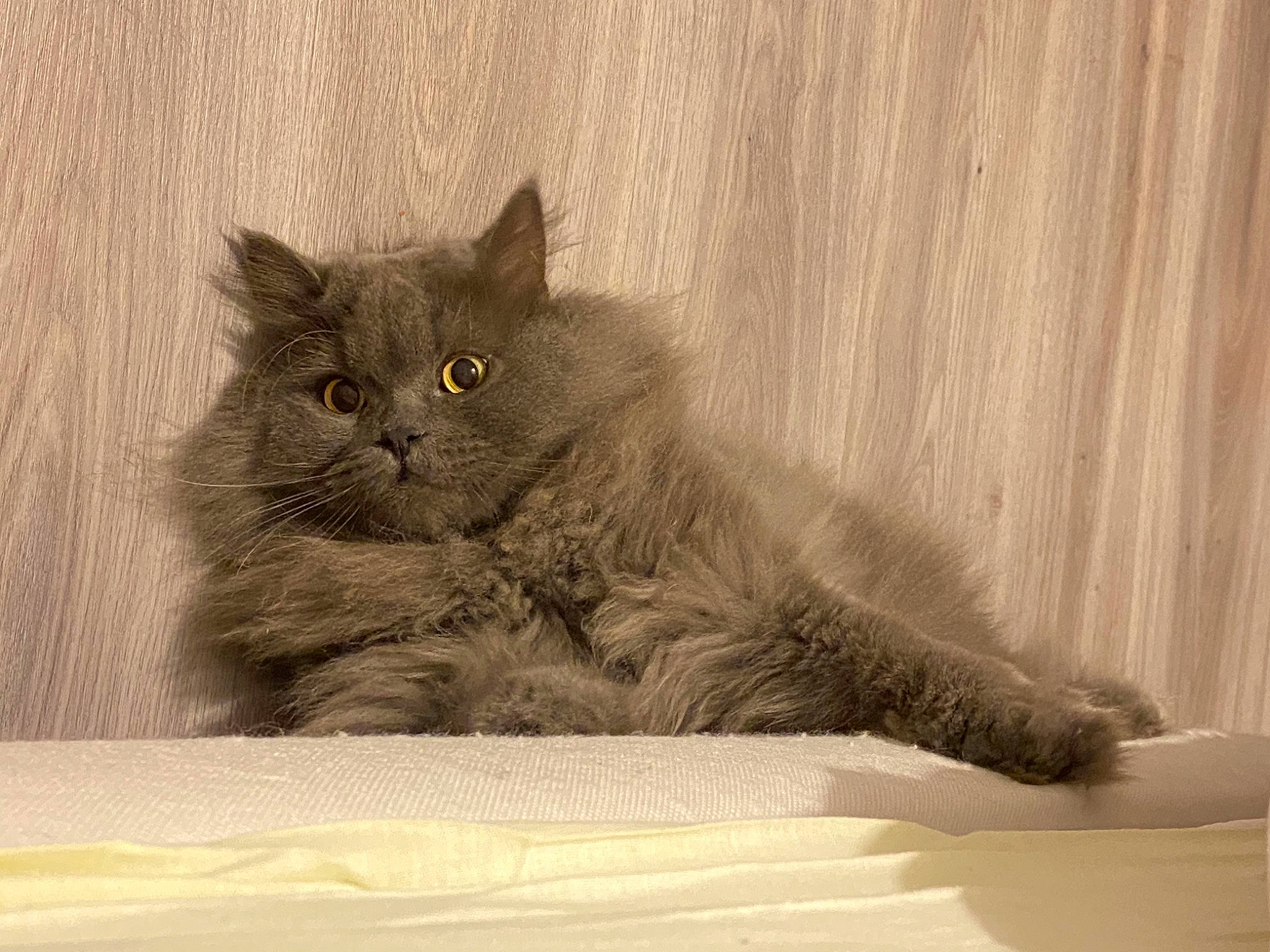 Oskar participe au concours pour gagner de l'argent avec cette photo : asian_semi_longhair, british_longhair, british_semi_longhair, carnivore, cat, domestic_long_haired_cat, domestic_short_haired_cat, eye, felidae, kitten, mammal, napoleon_cat, nebelung, norwegian_forest_cat, persian, ragamuffin, siberian, small_to_medium_sized_cats, vertebrate, whiskers