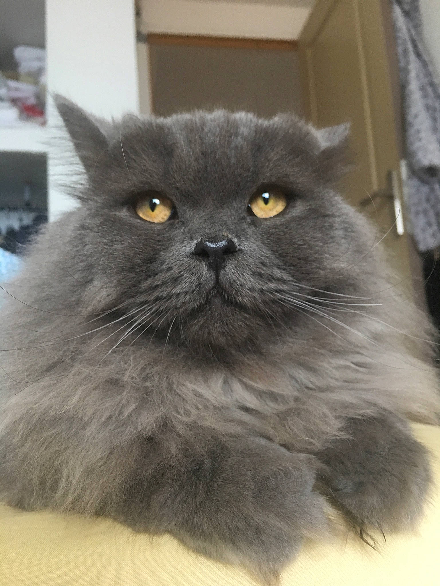 Oskar a rejoint le concours — aidez-le/la à gagner de superbes lots ! asian_semi_longhair, british_longhair, british_semi_longhair, carnivore, cat, chartreux, domestic_long_haired_cat, eye, felidae, fur, korat, mammal, napoleon_cat, nebelung, norwegian_forest_cat, persian, small_to_medium_sized_cats, snout, vertebrate, whiskers