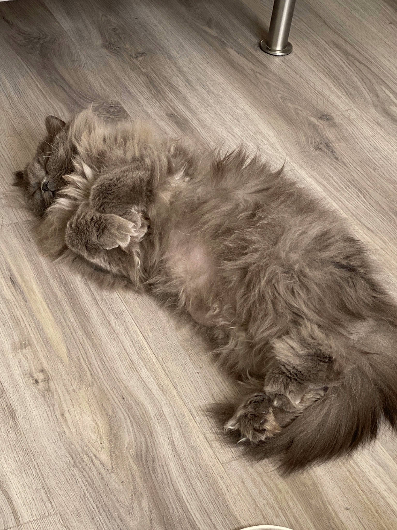 Oskar a rejoint le concours — aidez-le/la à gagner de superbes lots ! british_longhair, canidae, carnivore, cat, domestic_long_haired_cat, felidae, floor, flooring, fur, hardwood, kitten, laminate_flooring, maine_coon, norwegian_forest_cat, persian, small_to_medium_sized_cats, tail, whiskers, wood, wood_flooring