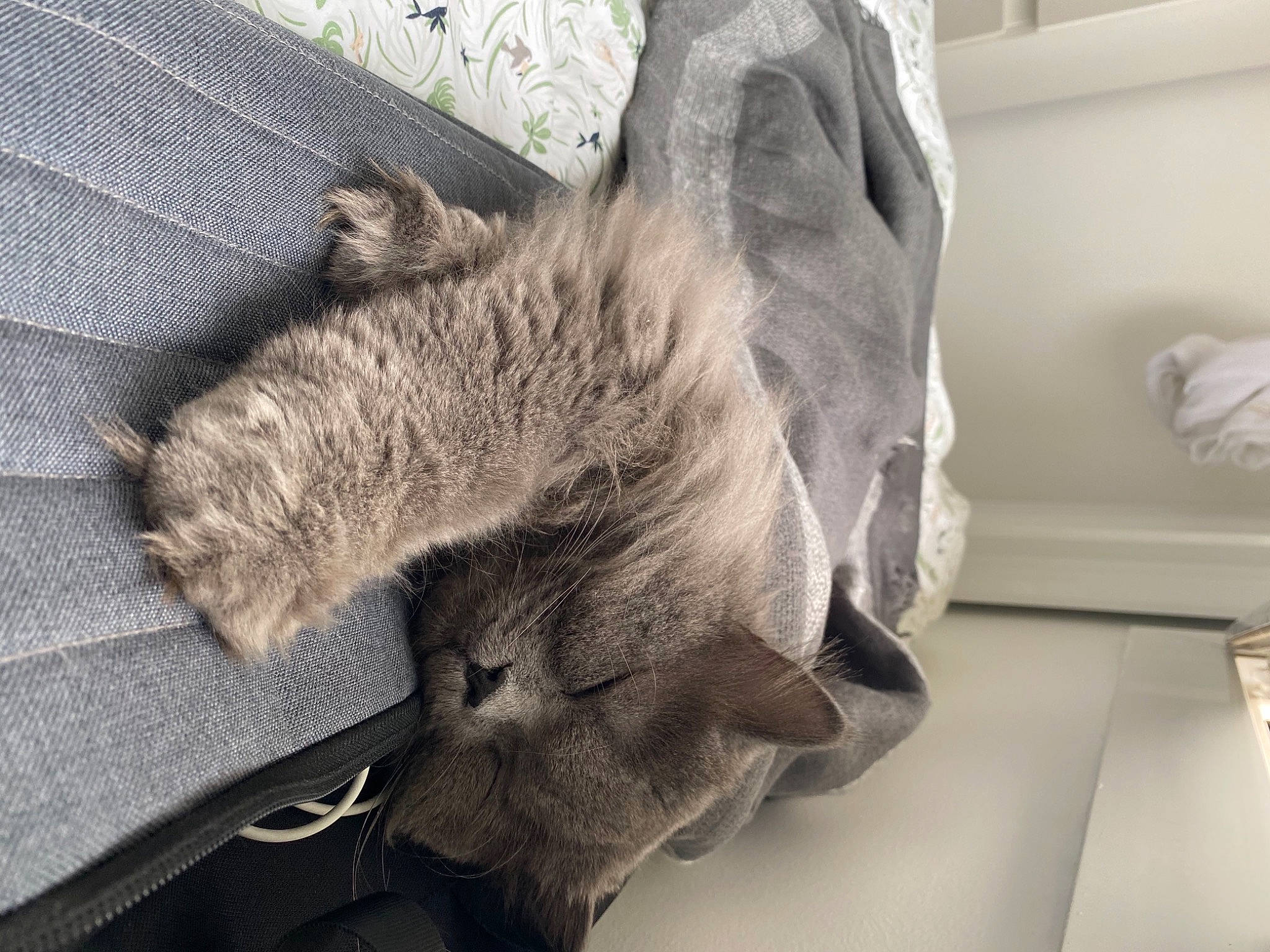 Oskar a rejoint le concours — aidez-le/la à gagner de superbes lots ! british_longhair, british_shorthair, carnivore, cat, chartreux, comfort, domestic_short_haired_cat, felidae, fur, korat, nap, nebelung, russian_blue, sleep, small_to_medium_sized_cats, whiskers
