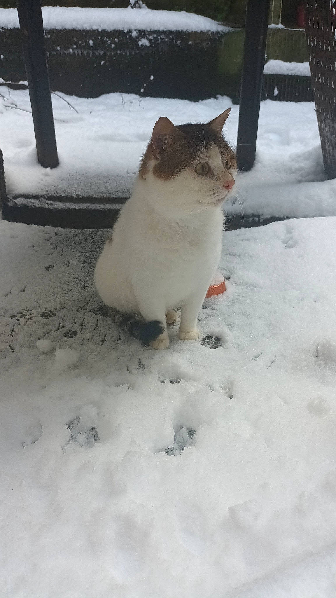 Harvey