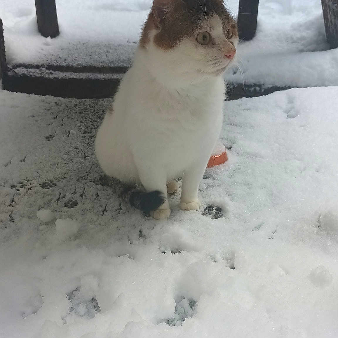 Harvey