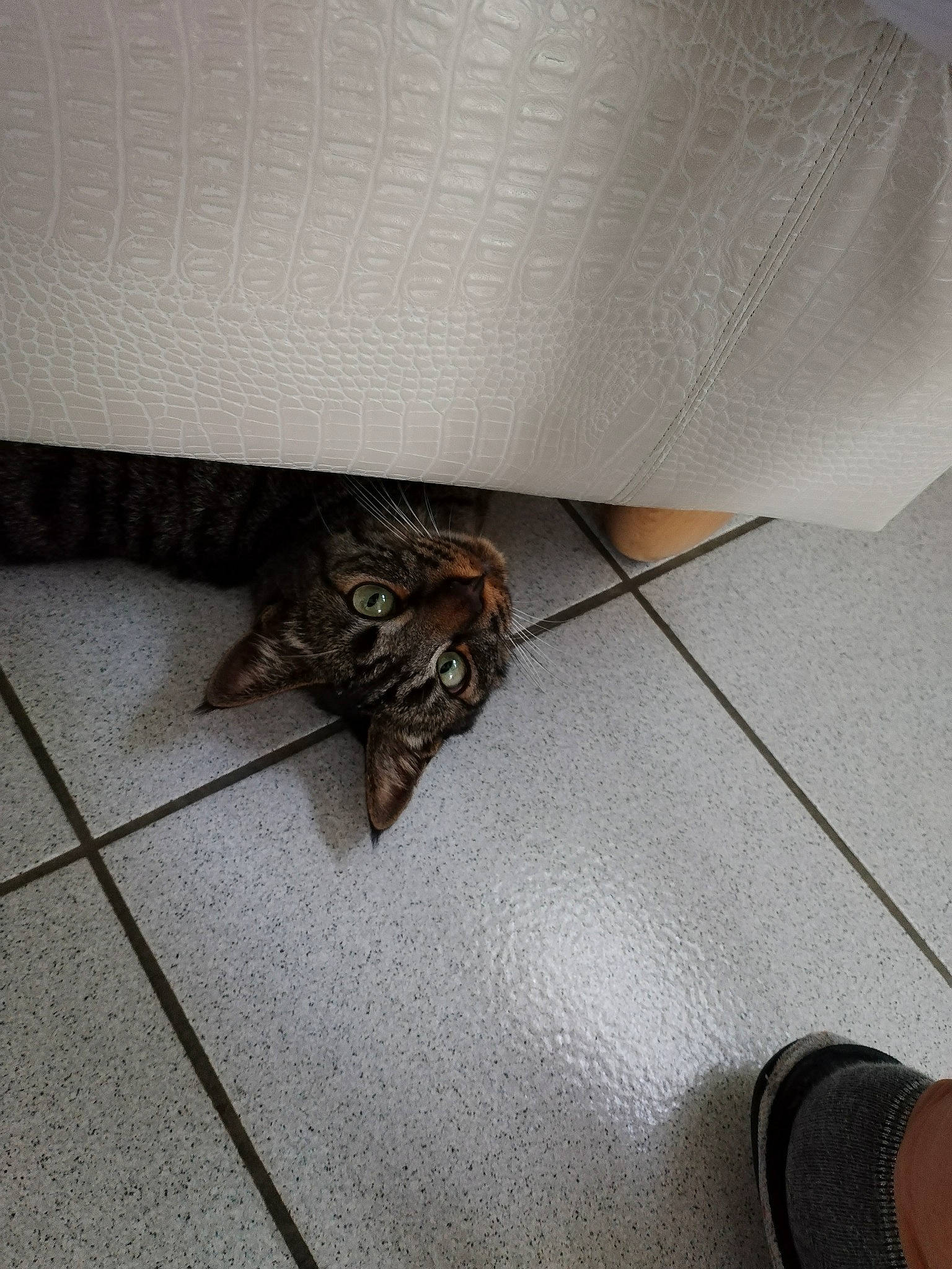 Titus participe au concours pour gagner de l'argent avec cette photo : asphalt, carnivore, cat, comfort, domestic_short_haired_cat, felidae, floor, flooring, fur, grey, hardwood, human_leg, road_surface, room, small_to_medium_sized_cats, sneakers, tail, whiskers, wood, wood_flooring