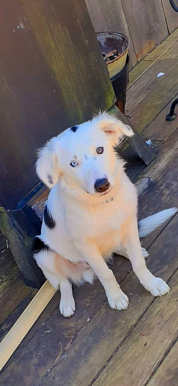 Chico joined the competition — help win amazing prizes! canidae, carnivore, companion_dog, dog, dog_breed, mammal, rare_breed_dog, snout, sporting_group, vertebrate, working_dog