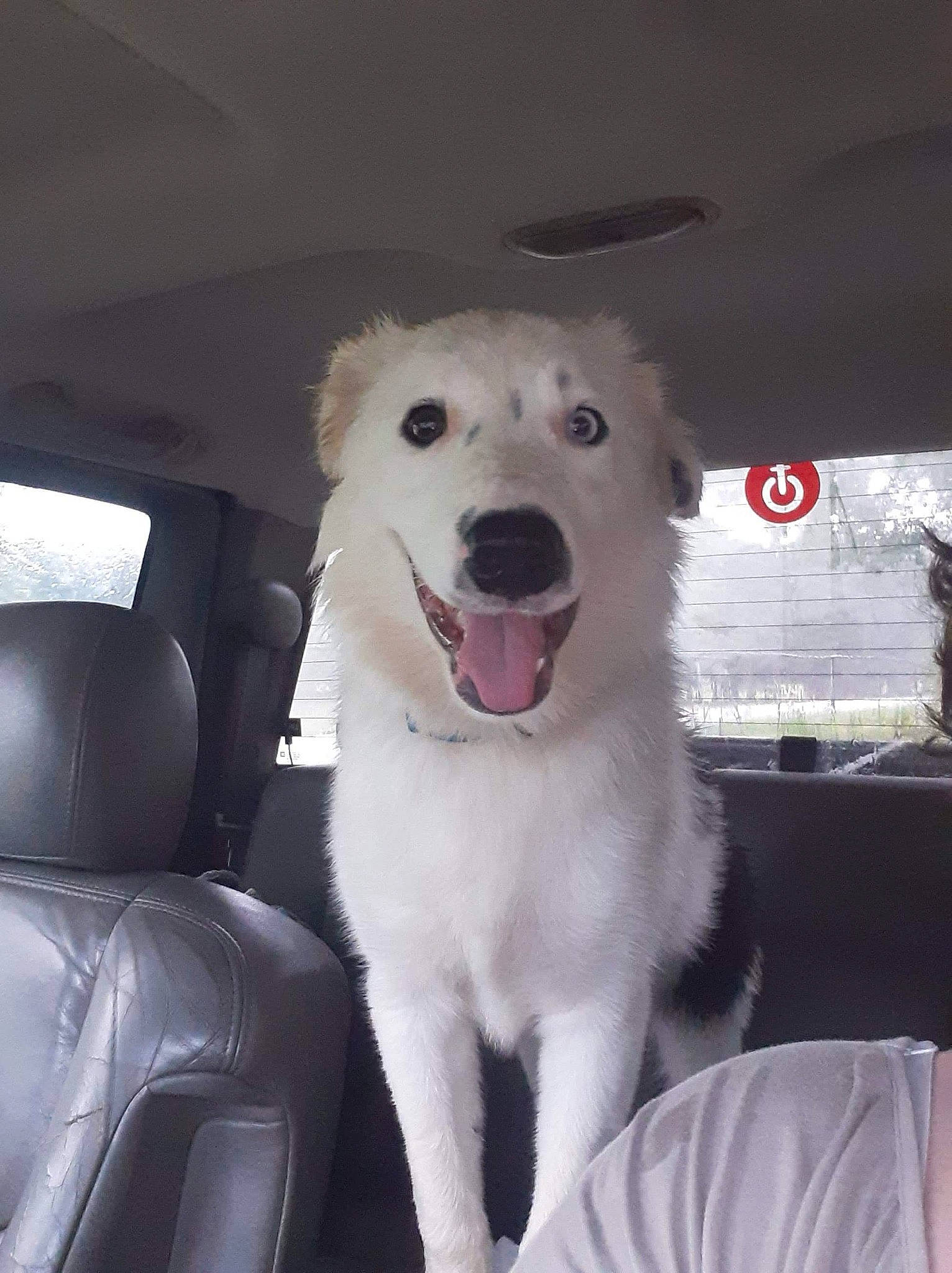 Chico joined the competition — help win amazing prizes! berger_blanc_suisse, canidae, carnivore, companion_dog, dog, dog_breed, great_pyrenees, kuvasz, mammal, maremma_sheepdog, rare_breed_dog, slovak_cuvac, vertebrate, white_shepherd