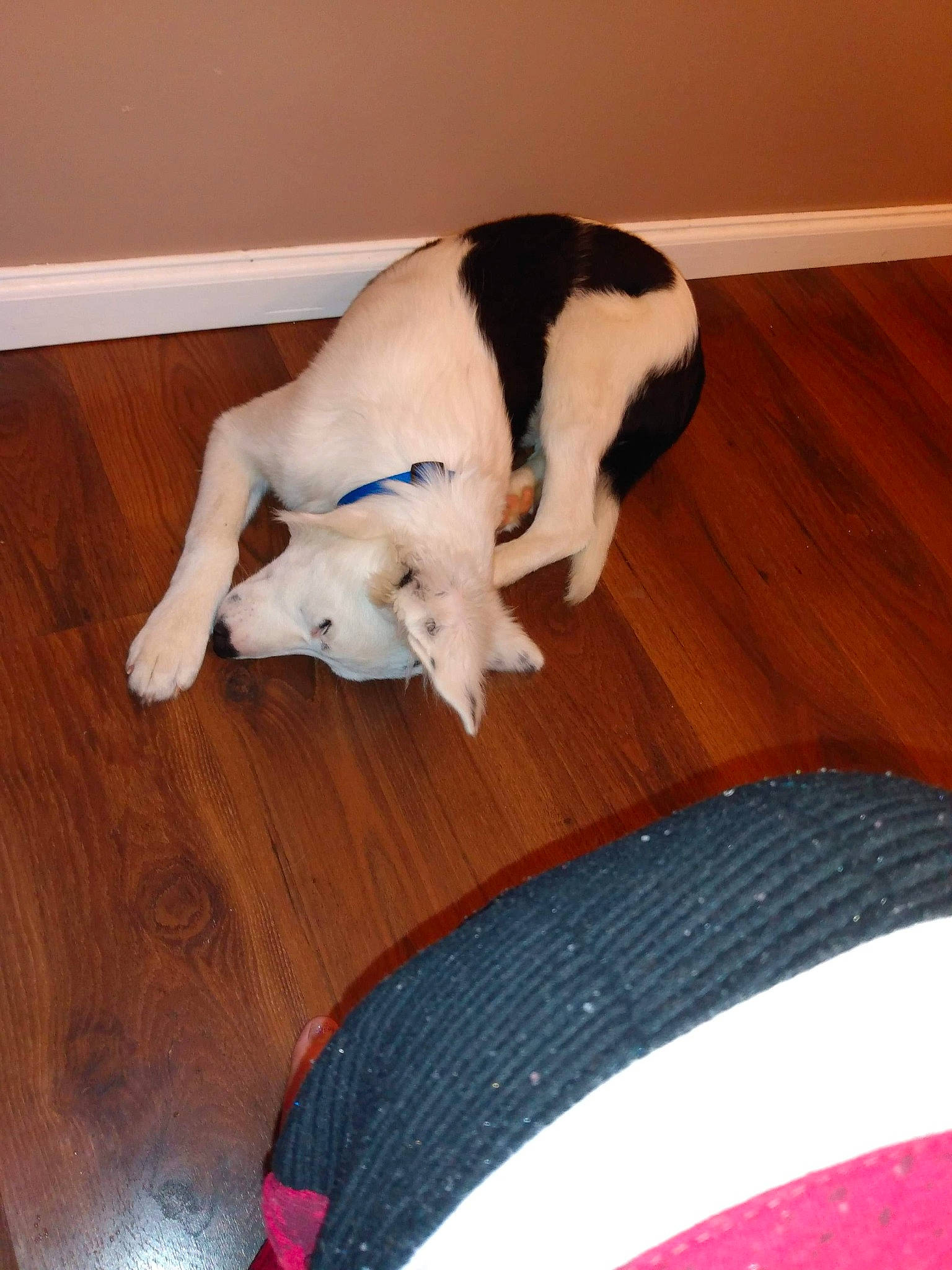 Chico is registered to the contest to win money with this photo: canidae, carnivore, companion_dog, danish_swedish_farmdog, dog, dog_breed, ear, floor, flooring, hardwood, leg, mammal, paw, pointer, sporting_group, tail