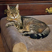 Mittens is registered to the contest to win money with this photo: animal, beige, brown, cat, contemplative, cozy, cute, domestic_cat, fur, furniture, home, indoor, paws, pet_sofa, quiet, relaxed, resting, tabby_cat, tail, whiskers