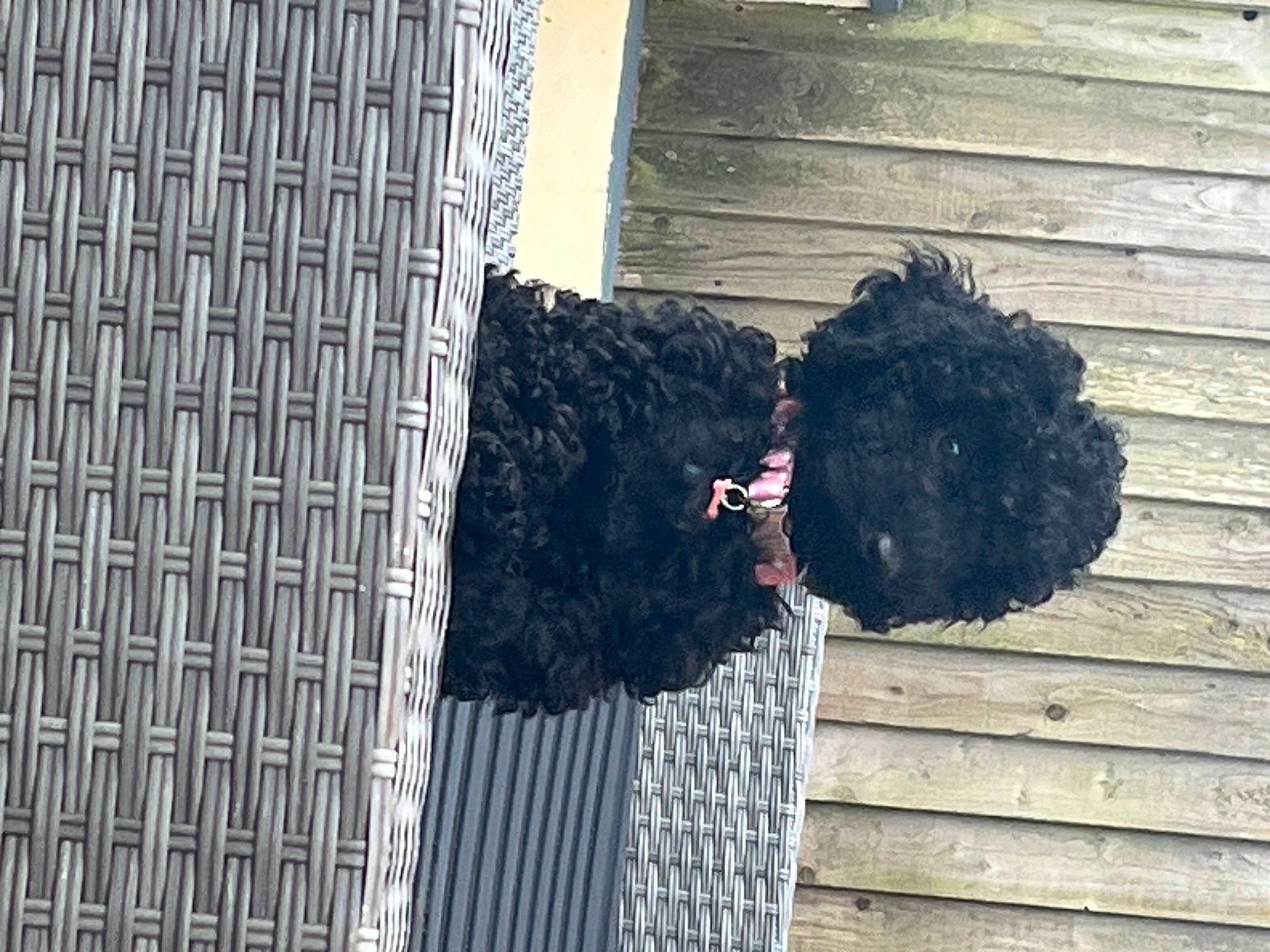 Pepsi joined the competition — help win amazing prizes! beak, brick, cage, door, grey, house, mesh, net, pattern, pet_supply, plant, poultry, shadow, tints_and_shades, tree, trunk, twig, wall, window, wood