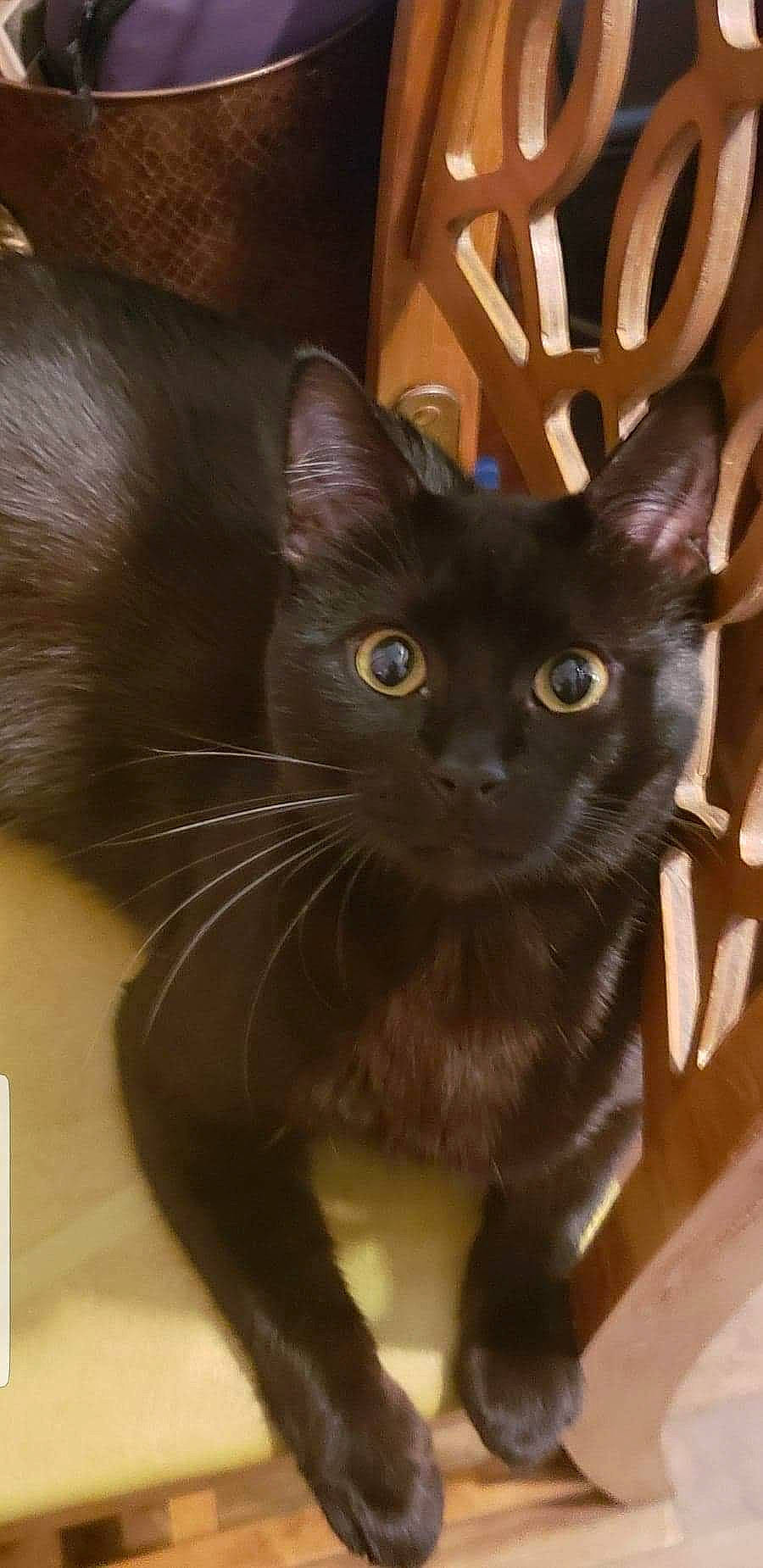 Chong is registered to the contest to win money with this photo: black, black_cat, bombay, carnivore, cat, domestic_short_haired_cat, felidae, fur, havana_brown, iris, mammal, organism, small_to_medium_sized_cats, snout, tail, terrestrial_animal, vertebrate, whiskers