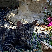Braguette a rejoint le concours — aidez-le/la à gagner de superbes lots ! animal, cat, ears, feline, flowers, garden, grass, gravel, green_eyes, leaves, lying_down, outdoor, pet, plants, portrait, stone_statue, striped_fur, sunlight, tabby_cat, whiskers