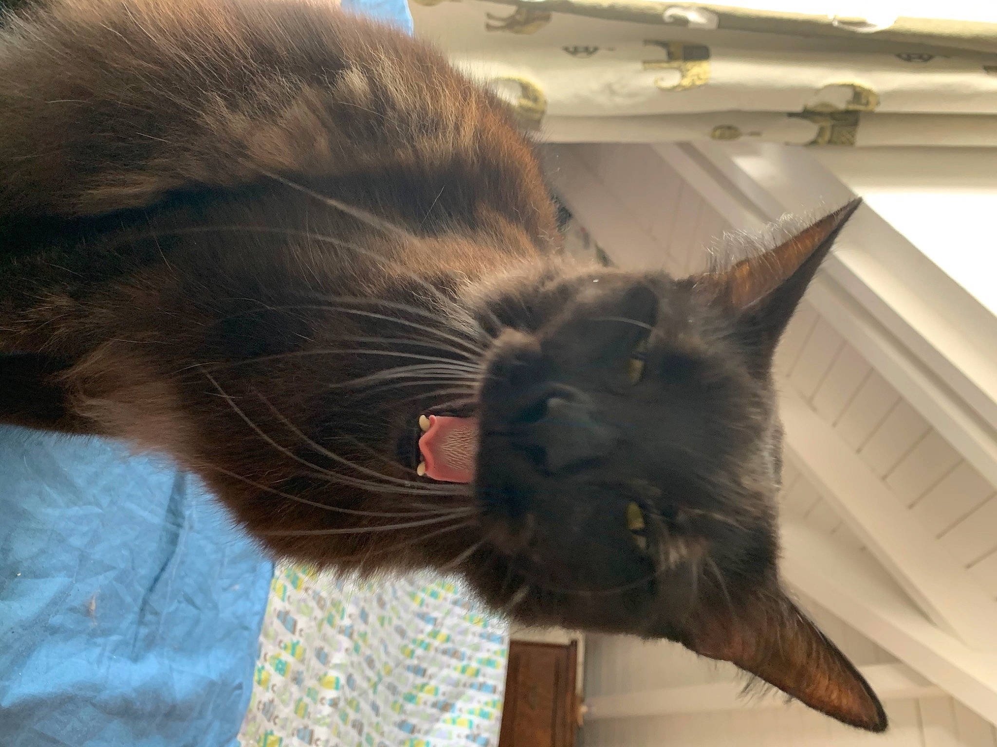 Maurice participe au concours pour gagner de l'argent avec cette photo : black_cat, burmese, carnivore, cat, domestic_long_haired_cat, ear, felidae, fur, korat, nebelung, small_to_medium_sized_cats, snout, tail, whiskers