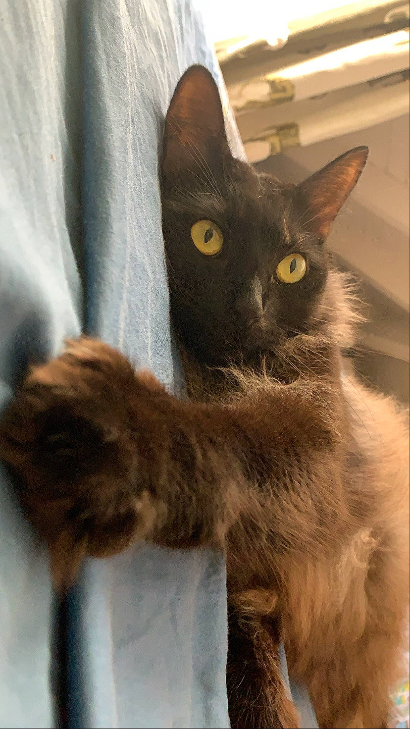 Maurice participe au concours pour gagner de l'argent avec cette photo : asian, black_cat, burmese, carnivore, cat, domestic_long_haired_cat, domestic_short_haired_cat, felidae, german_rex, havana_brown, javanese, kitten, korat, mammal, nebelung, oriental_longhair, polydactyl_cat, small_to_medium_sized_cats, vertebrate, whiskers