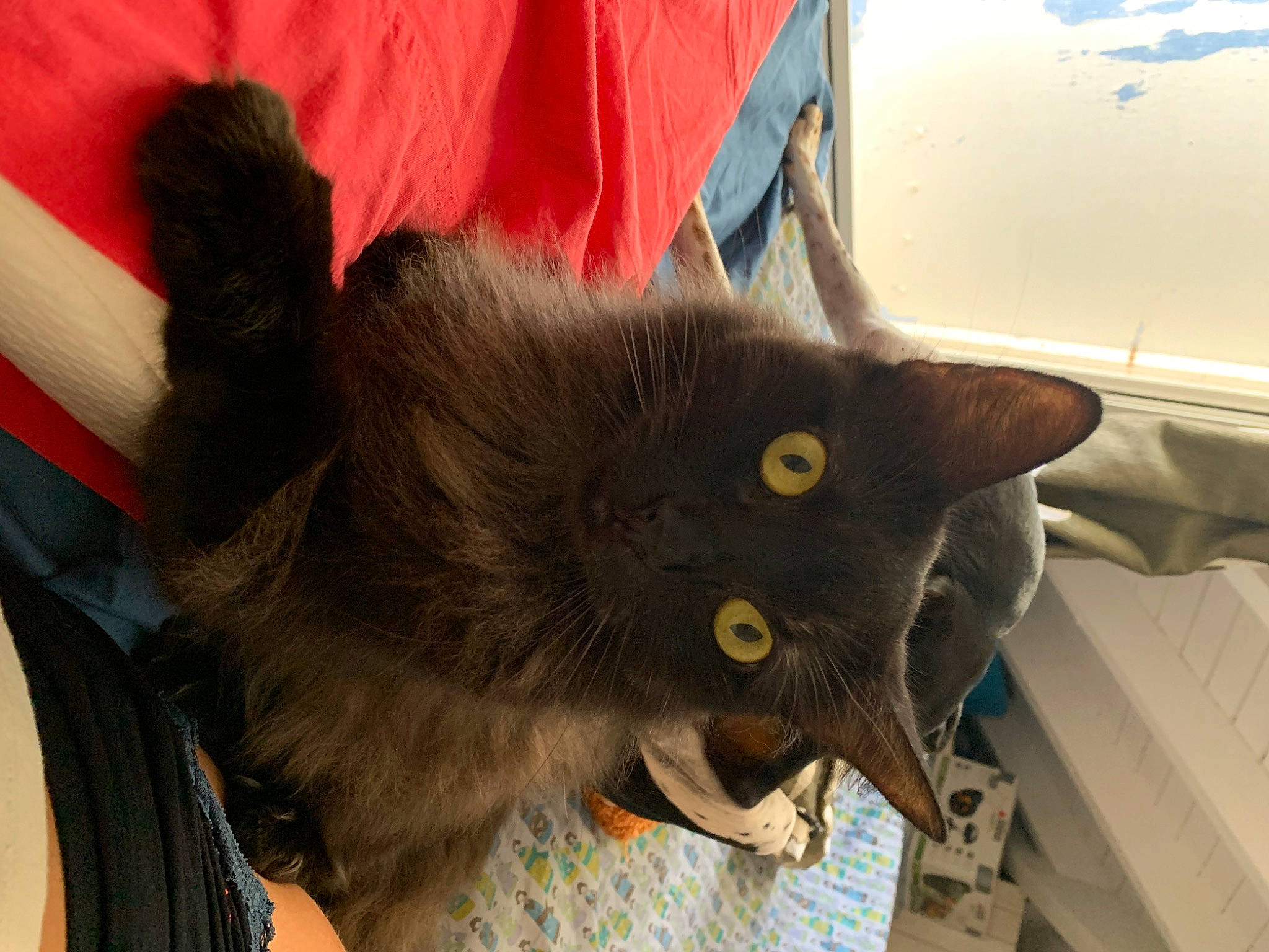 Maurice participe au concours pour gagner de l'argent avec cette photo : black_cat, carnivore, cat, chartreux, claw, domestic_long_haired_cat, domestic_short_haired_cat, felidae, fur, german_rex, havana_brown, kitten, korat, mammal, nebelung, russian_blue, small_to_medium_sized_cats, whiskers