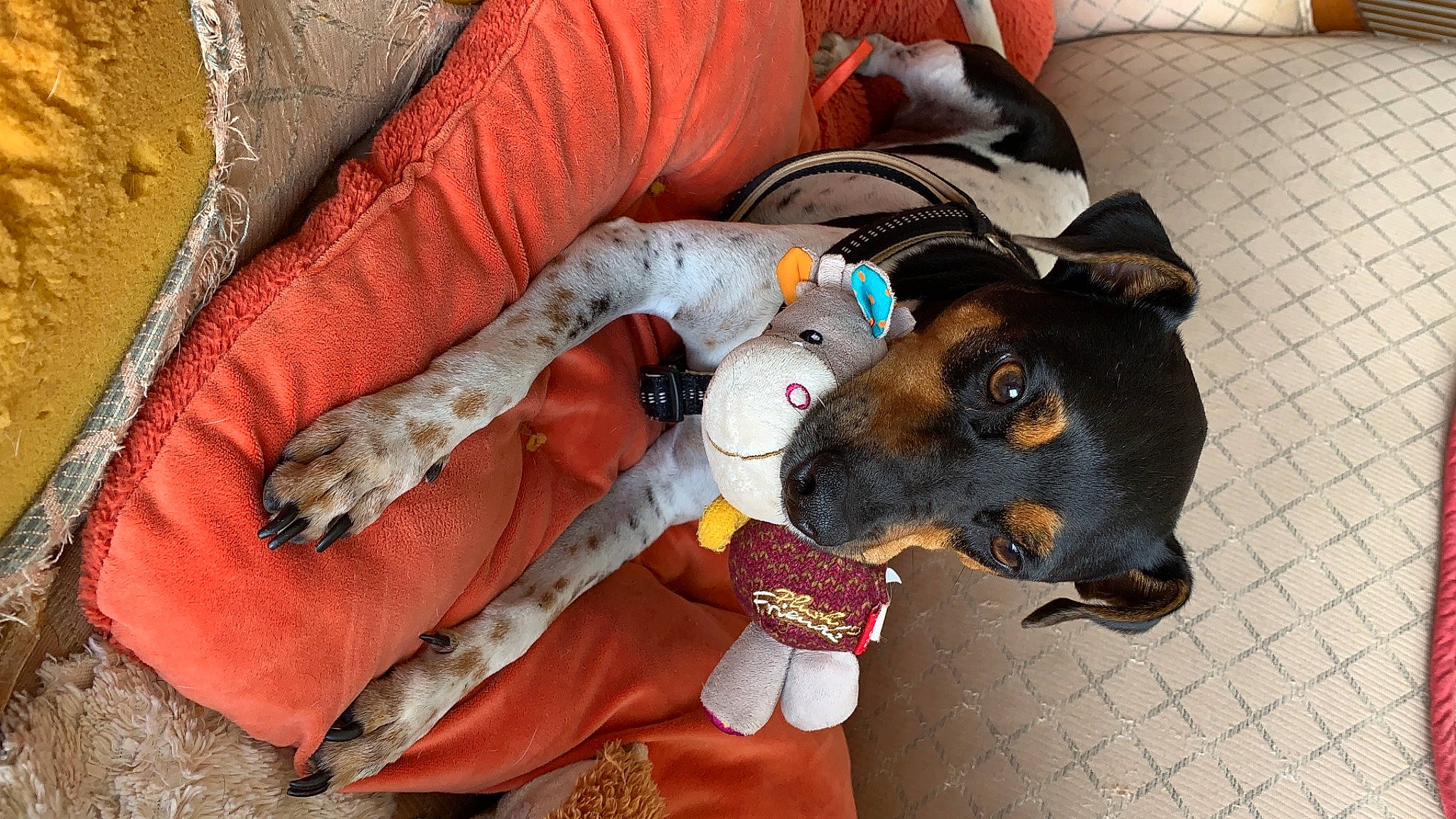 Maxou a rejoint le concours — aidez-le/la à gagner de superbes lots ! canidae, carnivore, collar, comfort, companion_dog, couch, dog, dog_breed, dog_supply, fawn, fur, guard_dog, linens, non_sporting_group, paw, pet_supply, snout, sporting_group, working_animal, working_dog