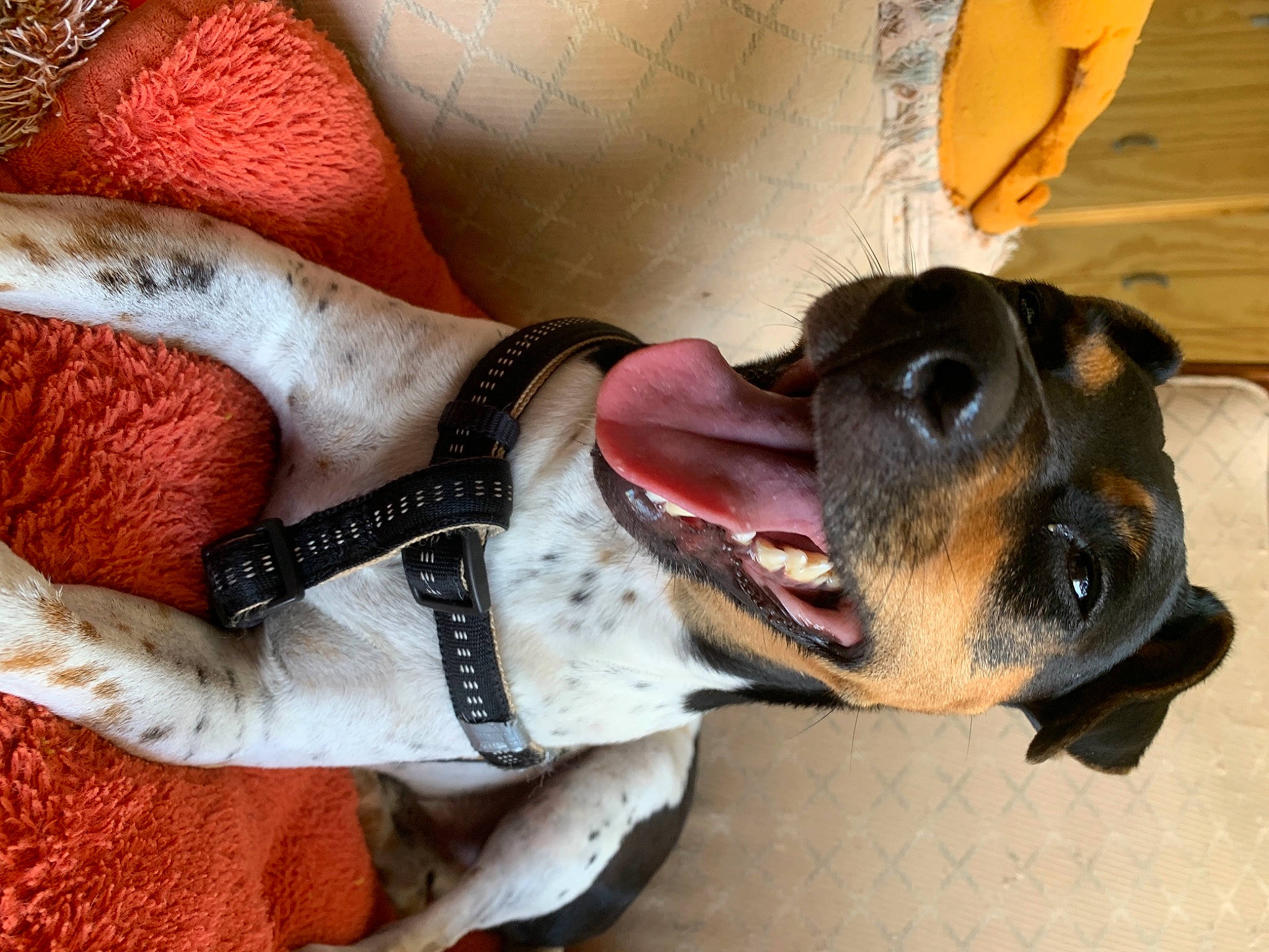 Maxou participe au concours pour gagner de l'argent avec cette photo : carmine, carnivore, collar, companion_dog, dog, dog_breed, dog_collar, fashion_accessory, fawn, guard_dog, hound, human_leg, jaw, leash, paw, pet_supply, snout, whiskers, working_animal, working_dog