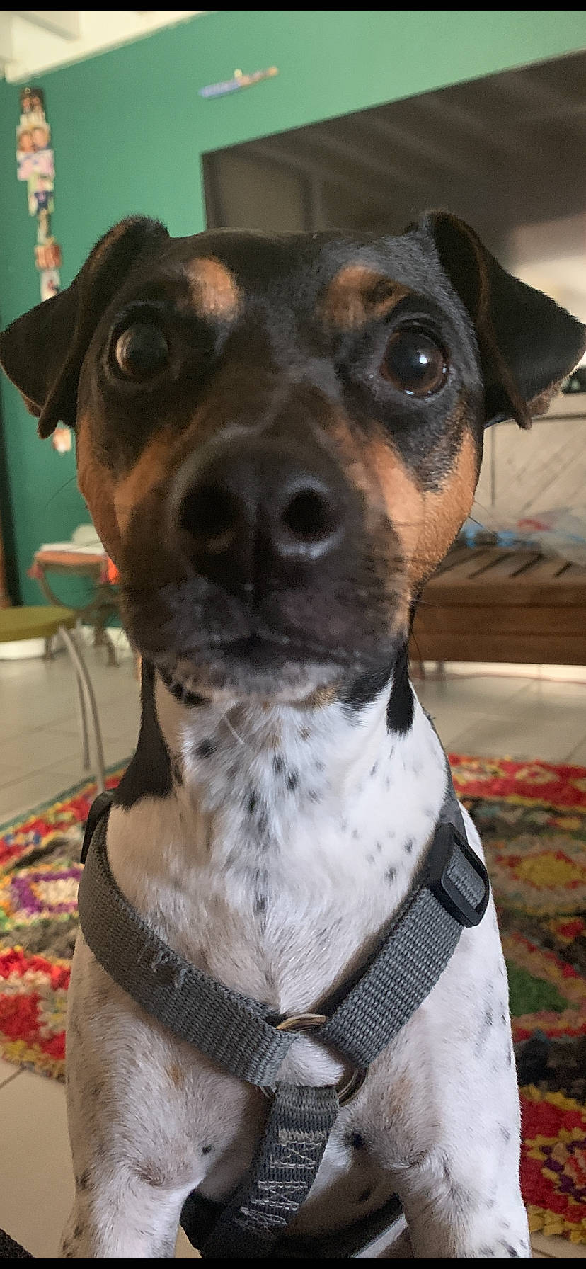 Maxou participe au concours pour gagner de l'argent avec cette photo : brazilian_terrier, canidae, carnivore, collar, danish_swedish_farmdog, dog, dog_breed, dog_collar, feist, fox_terrier, japanese_terrier, mammal, miniature_fox_terrier, rare_breed_dog, rat_terrier, ratonero_bodeguero_andaluz, snout, vertebrate, whiskers