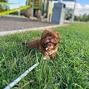 Milo joined the competition — help win amazing prizes! animal, brown, cute, daytime, dog, grass, greenery, happy, leash, nature, outdoor, park, pet, playground, puppy, small_dog, summer, sunny, tongue_out, young_dog
