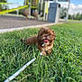 animal, brown, cute, daytime, dog, grass, greenery, happy, leash, nature, outdoor, park, pet, playground, puppy, small_dog, summer, sunny, tongue_out, young_dog