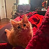 kitten, orange_cat, cat, pet, indoor, blanket, red, cozy, furniture, window, curious, cute, fluffy, animal, home, living_room, soft_light, resting, young_cat, domestic_cat