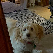 Lucy Lulu is registered to the contest to win money with this photo: dog, indoor, carpet, floor, furniture, pet, animal, light_fur, curious, ears, collar, tag, home, patterned_rug, wood, doorframe, quiet, resting, small_dog, cozy