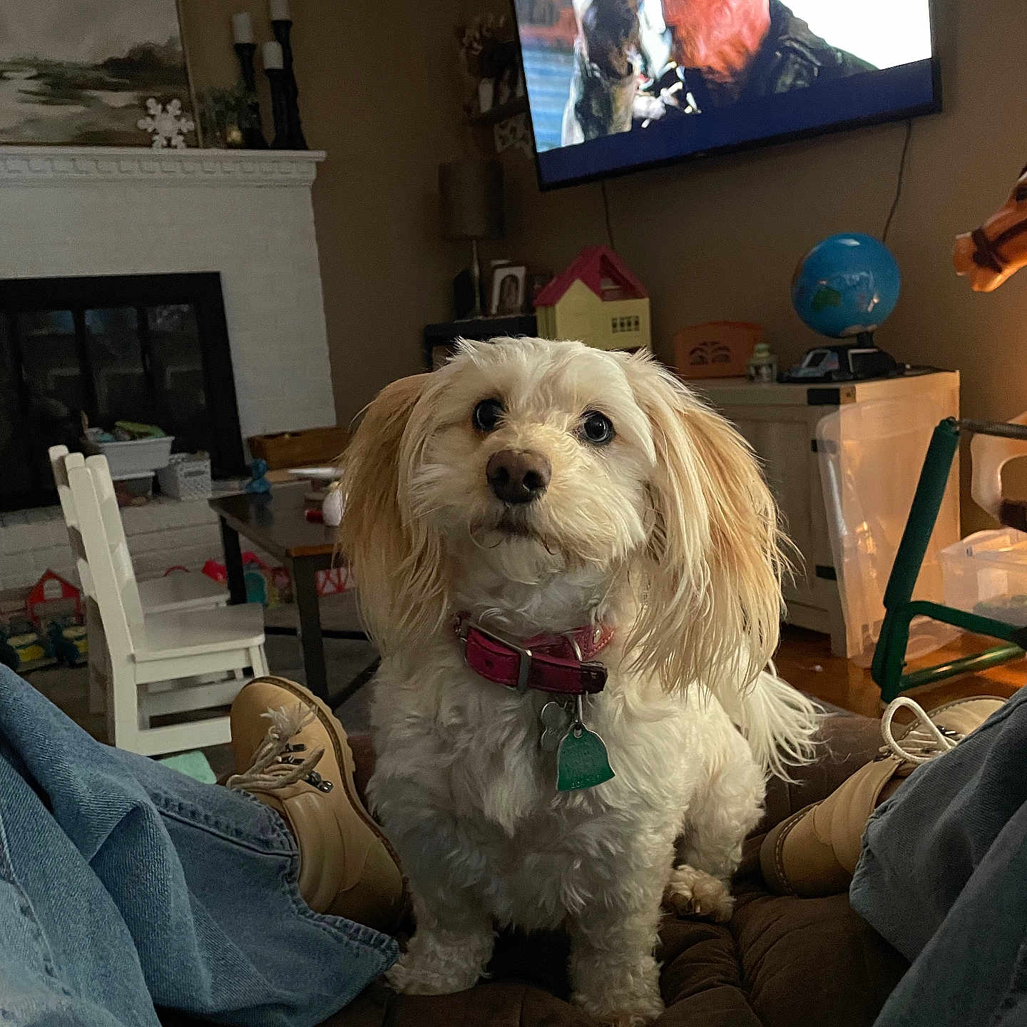 Lucy Lulu joined the competition — help win amazing prizes! dog, living_room, television, person, boots, jeans, furniture, toy, globe, collar, pet, couch, table, lamp, fireplace, houseplant, indoor, wood_floor, decor, white_dog