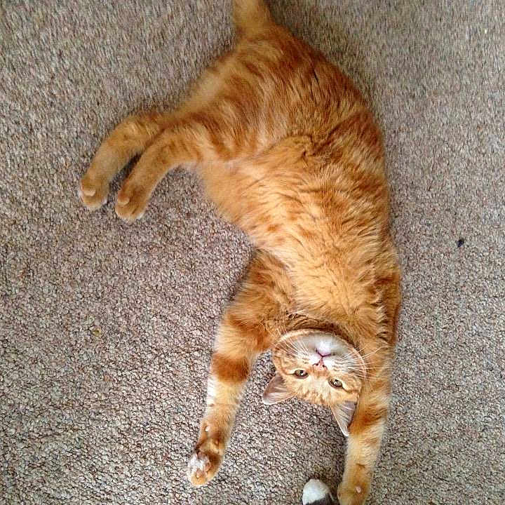 Cheddar