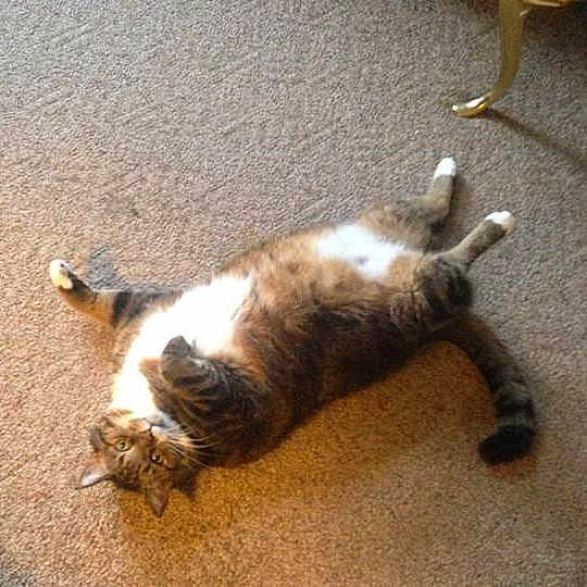 Fatcat