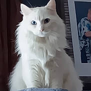 Satan joined the competition — help win amazing prizes! cat, white_cat, heterochromia, fluffy, pet, indoor, portrait, feline, animal, sitting, soft_texture, blue_eye, brown_eye, cozy, curtain, photograph, furniture, domestic_animal, looking, close_up