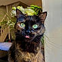 cat, tortoiseshell_cat, green_eyes, tongue_out, whiskers, long_fur, portrait, close_up, pet, feline, ears, indoor, plants, flowers, bokeh, curious, sitting, window, cute, expressive_eyes