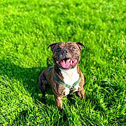 Taïko participe au concours pour gagner de l'argent avec cette photo : dog, brindle, grass, green, harness, tongue_out, happy, smiling, pet, outdoor, sunny, park, sitting, closeup, portrait, animal, nature, daylight, wide_open_mouth, lawn