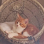 Nathalie Bon participe au concours pour gagner de l'argent avec cette photo : animal, cat, comfortable, cozy, cute, cute_pet, domestic_cat, feline, fur, furniture, hanging_chair, home, indoor, orange_cat, pet, quiet, relaxed, resting, white_cat, woven_chair