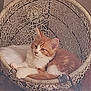 animal, cat, comfortable, cozy, cute, cute_pet, domestic_cat, feline, fur, furniture, hanging_chair, home, indoor, orange_cat, pet, quiet, relaxed, resting, white_cat, woven_chair
