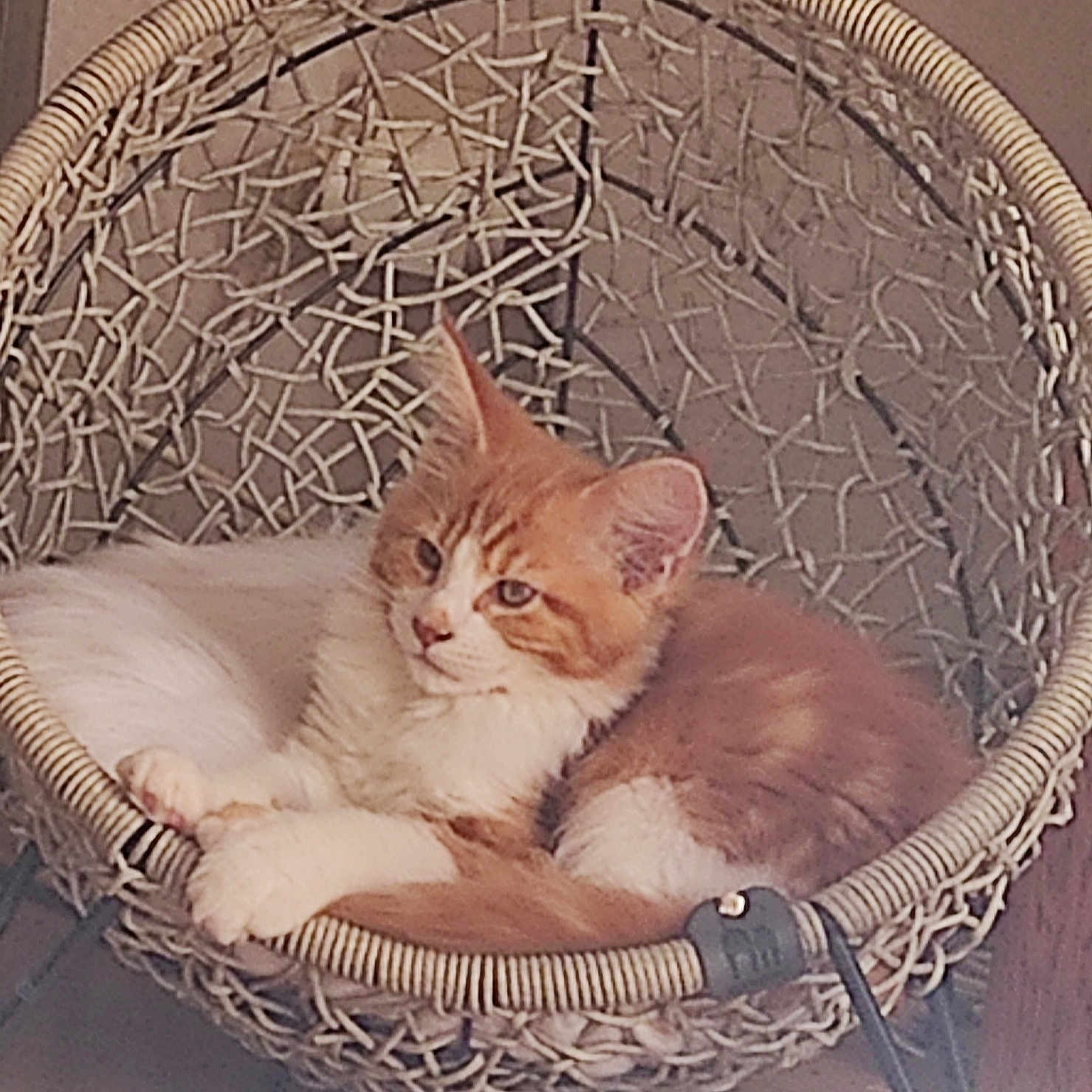 Nathalie Bon participe au concours pour gagner de l'argent avec cette photo : animal, cat, comfortable, cozy, cute, cute_pet, domestic_cat, feline, fur, furniture, hanging_chair, home, indoor, orange_cat, pet, quiet, relaxed, resting, white_cat, woven_chair