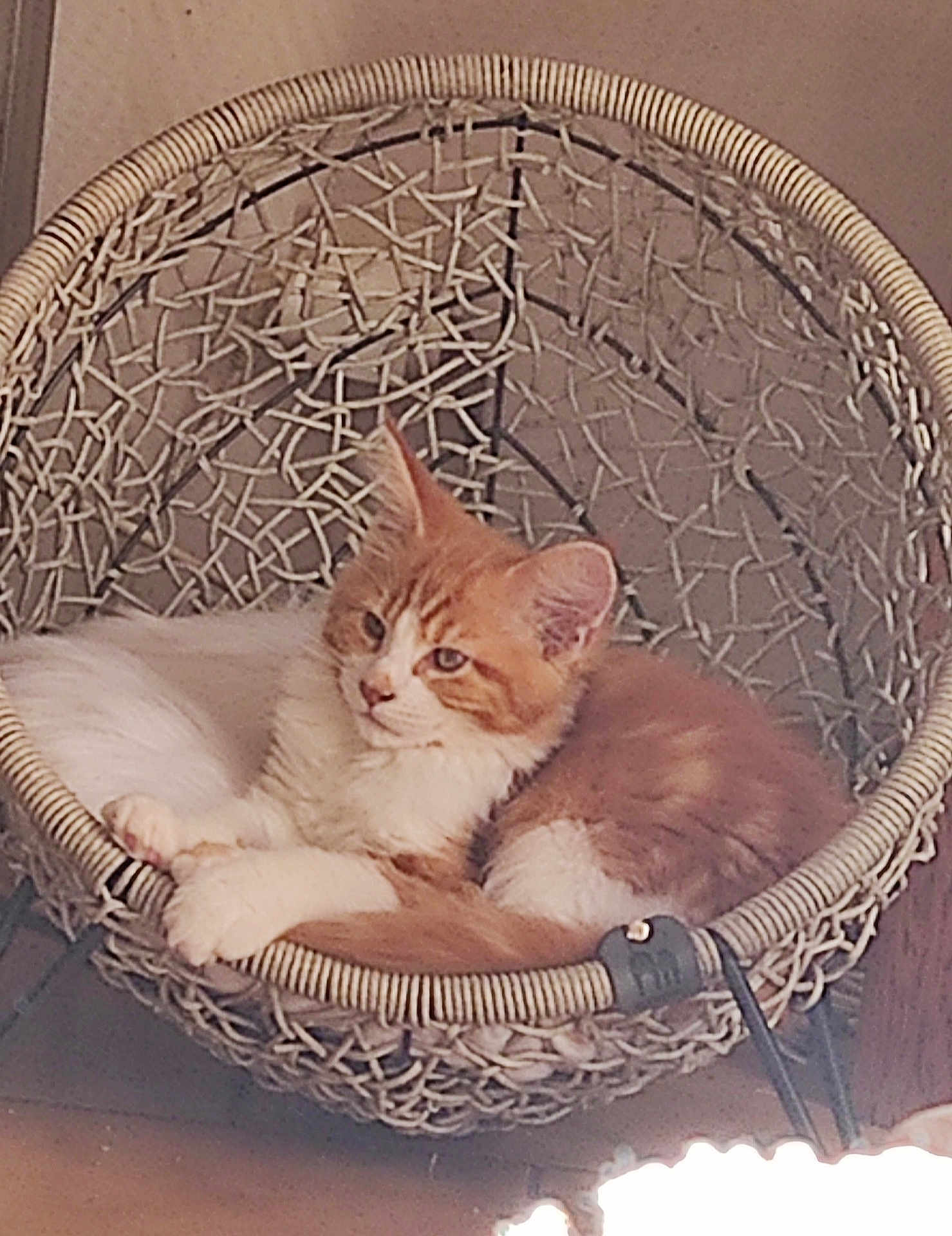 Nathalie Bon participe au concours pour gagner de l'argent avec cette photo : animal, cat, comfortable, cozy, cute, cute_pet, domestic_cat, feline, fur, furniture, hanging_chair, home, indoor, orange_cat, pet, quiet, relaxed, resting, white_cat, woven_chair