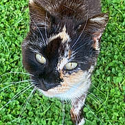 Luna joined the competition — help win amazing prizes! cat, tortoiseshell, whiskers, green_eyes, close_up, outdoor, grass, clover, pet, animal, fur, cute, curious, nature, mammal, face, portrait, looking_up, daylight, domestic_cat