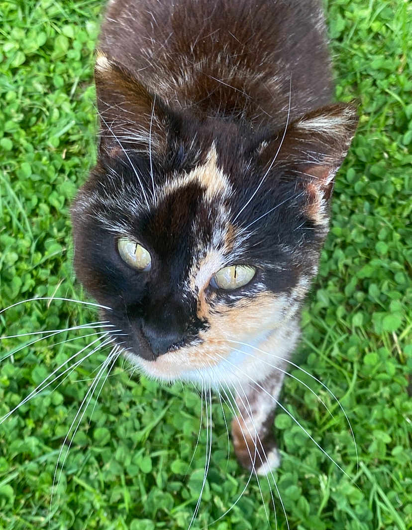 Luna