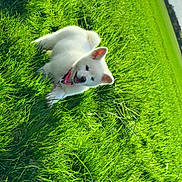 Biyori a rejoint le concours — aidez-le/la à gagner de superbes lots ! puppy, dog, white_dog, grass, field, outdoor, nature, greenery, collar, playful, sunlight, sky, clouds, animal, young_dog, pet, happy, ears, fur, summer