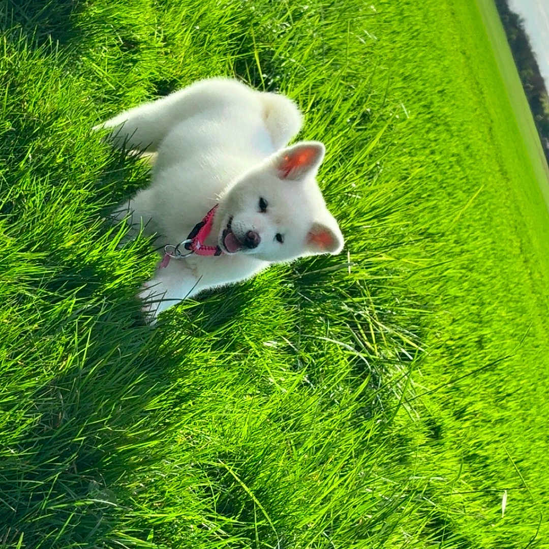 Biyori a rejoint le concours — aidez-le/la à gagner de superbes lots ! animal, clouds, collar, dog, ears, field, fur, grass, greenery, happy, nature, outdoor, pet, playful, puppy, sky, summer, sunlight, white_dog, young_dog