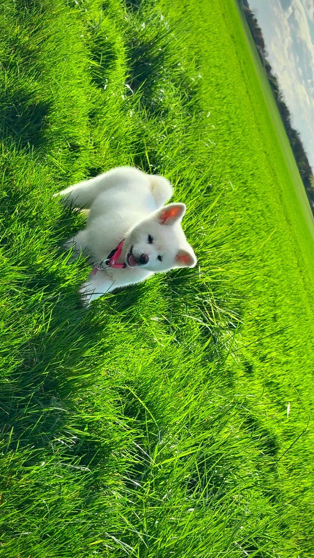 Biyori a rejoint le concours — aidez-le/la à gagner de superbes lots ! puppy, dog, white_dog, grass, field, outdoor, nature, greenery, collar, playful, sunlight, sky, clouds, animal, young_dog, pet, happy, ears, fur, summer