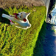 Biyori a rejoint le concours — aidez-le/la à gagner de superbes lots ! animal, collar, daytime, dog, grass, greenery, houses, leash, nature, outdoor, pet, playful, puppy, road, sidewalk, summer, sunlight, tongue_out, trees, white_dog